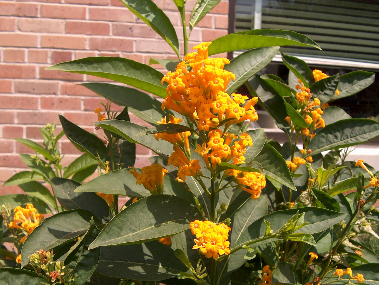 Online Plant Guide Cestrum 'Orange Peel' / Orange Peel Jessamine